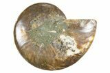 Cut & Polished Ammonite Fossil (Half) - Madagascar #346013-1
